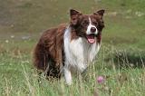 BORDER COLLIE 731